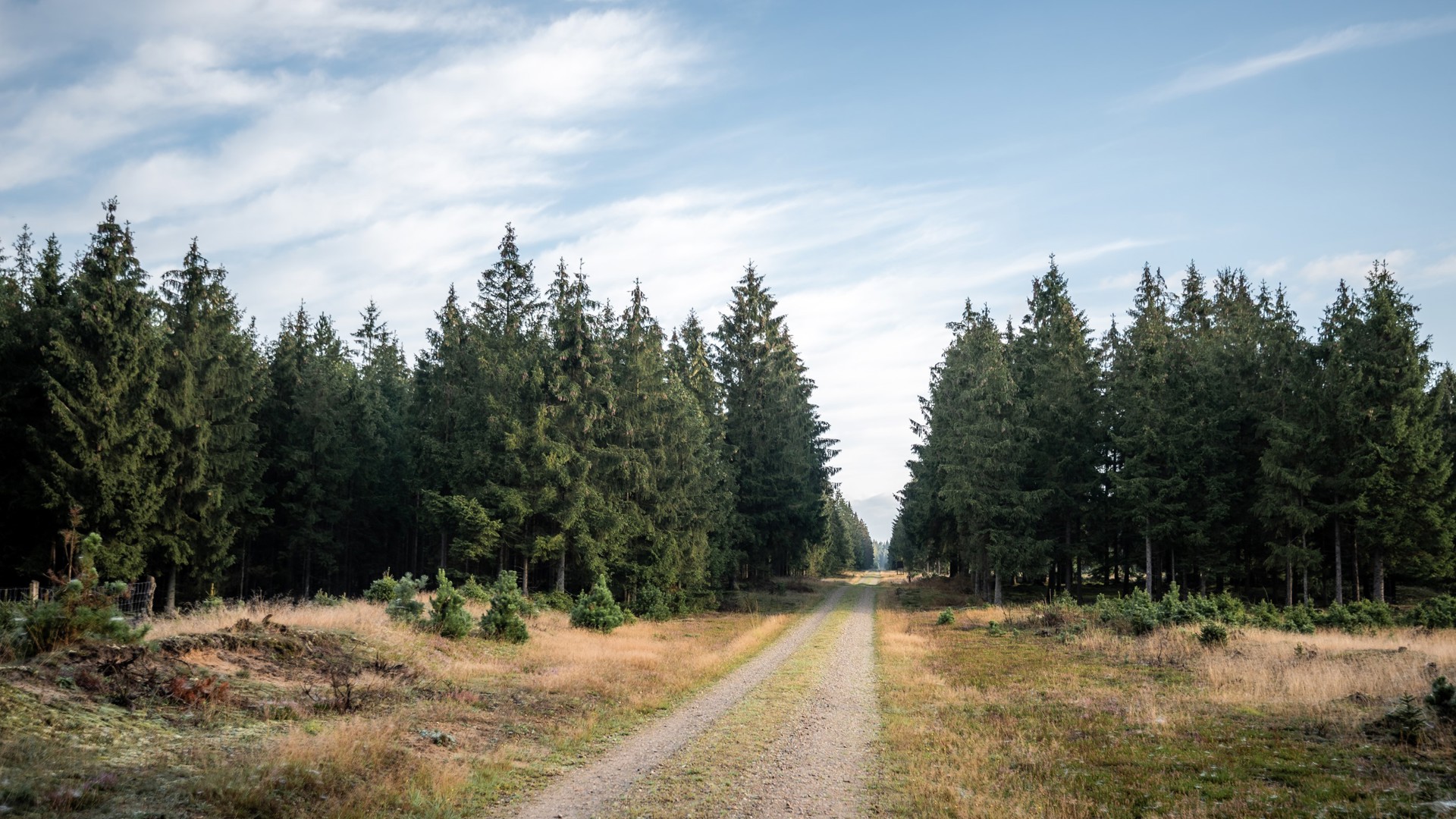 Mountainbikespor i Gludsted Plantage